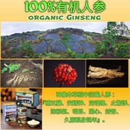 **Free Gift** Bing Han Refined 100% Organic Ginseng Powder / Capsule  (炳翰精致人参粉100%有机) 有附送