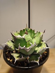 姬仁 龍舌蘭 植物 嚴龍 Agave Plant 塊根 多肉