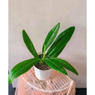 tanaman philodendron lynette philo linette philo linet