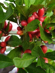 Pokok Ajaib @ Miracle Berry anak pokok stabil.