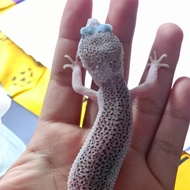 leopard gecko pied female