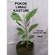 Anak Pokok Limau Kasturi