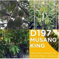 ANAK POKOK MUSANG KING HYBRID 3 FEET+ TALL (Buah Buahan Fruits Live Plant)