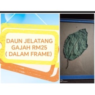 DAUN JELATANG GAJAH ( DALAM FRAME A4 ) RM25