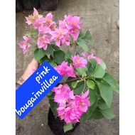 Pink   Bougainvillea