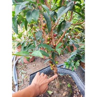 cây nho thân gỗ 12 vụ cao trưởng thành 80-100cm ra quả sau 8 tháng