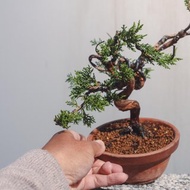 系魚川真柏造型盆栽 枝幹彎曲幅度大變化多