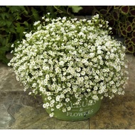 Gypsophila Monarch White (20seeds) IMPORTED SEEDS