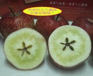 中橫公路100K~碧綠溪(花)五爪蘋果 ~香~脆~甜~（產期： 每年11～12月）