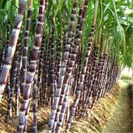(5 Batang) Keratan Benih Tebu Hitam/ Tebu Ubat / Black Sugarcane