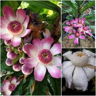 Pokok Gustavia Longiflora white gustavia augusta heaven lotus dwarf berbunga wangi