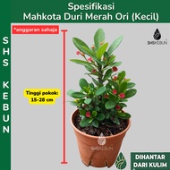 Pokok Bunga Mahkota Duri Euphorbia Mili (Red) Plant Crown Of Thorn Pokok Mahkota Tanpa Duri Crown of