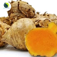 Fresh temulawak Promo 1kg