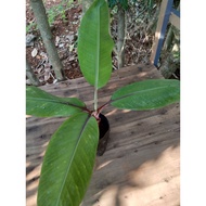 Red banana plant(with lief) pokok pisang raja udang(dengan daun)செவ்வாழைப்பழம்.maram.