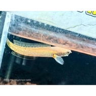 original ikan channa limbata golden strip size 7-8cm (real pict)