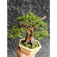 Bonsai Ulmus Tanuki - Chinese Elm with Driftwood - Artistic Live Bonsai Tree - Healthy & Established