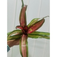 bromeliad neoregelia Blazing Fire