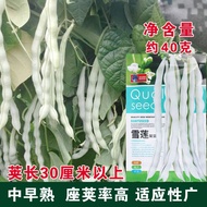 白芸豆种子40g, benih sayur 40g