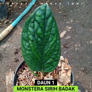 Sirih badak - Monstera sirih badak ( Bisa COD )