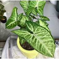 Tanaman hias syngonium batik-pohon syngonium