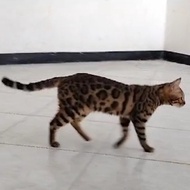 kucing bengal cantik betina