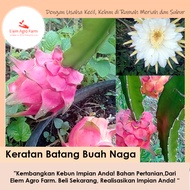 Keratan Batang Pokok Buah Naga Isi Merah Dragon Fruit Cutting Red Flesh Fruit