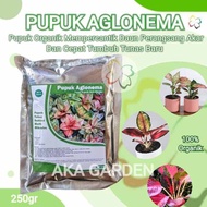Pupuk Aglonema Organik Cepat Tumbuh Tunas Mempercantik Daun Terbaik Ampuh Anti Tontok Obat Anti Layu Aman Cocok Untuk Tanaman Hias Aglonema Sultan Brunei Suksom Jaipong