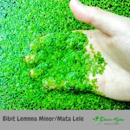 Lemna mata lele Murah 1kg Pakan Alternatif Ikanikan kecilunggas dan Ternak
