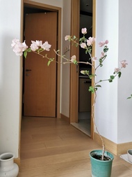 粉色三角梅盆栽