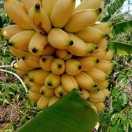 Bibit Pisang Emas | Bibit Bongol pisang Emas | Pisang Emas | Bongol pisang Emas ready. ready