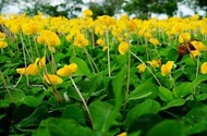 เมล็ดพันธุ์ถั่วบราซิล บรรจุ 300 เมล็ด ตกแต่งสนามหญ้า พืชคลุมดินพืชบำรุงดิน ให้ดอกสีเหลืองสวยงาม