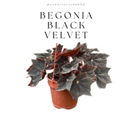 [READY STOCK] Begonia Black Velvet Begonia Black Mamba Begonia Hitam Begonia Rex Asam Batu
