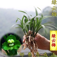 Orchid Chunlan Green Cloud Plum Dwarf Fragrant Potted Plant Indoor Balcony Flower Office Green Plant Succulent
