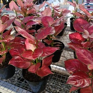 Aglaonema aglonema red anjamani