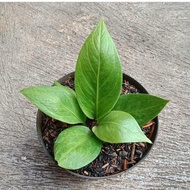 tanaman anthurium jenmani / tanaman anthurium jenmani / tanaman hias