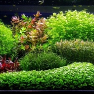 Aquarium Plant Aquascape Plant Pokok Akuatik (Per 1 stem)