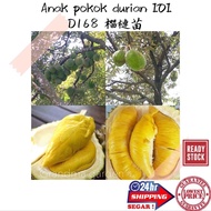anak Pokok durian IOI @D168 榴槤苗 hybrid premium quality cpt berbuah sihat tumbuhan kebun bunga fruits