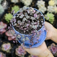 string of heart variegata kaktus sukulen tanaman hidup bukan atrifical