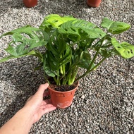 90s Greenovation Live plant Monstera Obliqua 窗孔龟背芋 P150