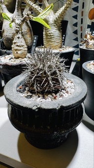 塊根植物 帝冠龍 不是黑王丸 狐龍丸