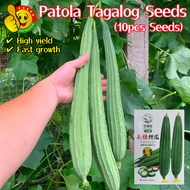 ปลูกง่าย ปลูกได้ทั่วไทย (10เมล็ด/ซอง) มล็ดพันธุ์บวบเหลี่ยม High Yield Patola Tagalog Seeds for Plant