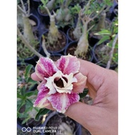 READYSTOCK ADENIUM THAI PUTIH MIX PURPLE BURUK