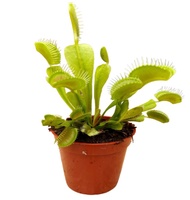 Venus Fly Trap Plant (Dionaea)(捕蠅草)