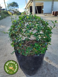 Carmona Bonsai Tree or Fukien Tea Tree - Tsaang Gubat (Limited Stocks Only) - Free pot and white peb