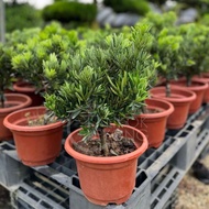 TKL - Outdoor Podocarpus Chrisantenum Buddhist Pine 菊花芯罗汉松