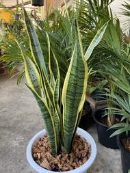 ลิ้นมังกร Snake Plant (ขอบเหลือง)ไม้ฟอกอากาศ กระถาง 8-9 นิ้ว