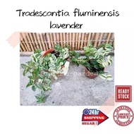 (GG real plant) tradescantia fluminensis lavender  pokok hidup hiasan rumah gantung live hanging ind