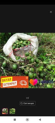Buah Pinang Segar/Jambe Muda Segar Alami amu pinang muda / Bunga Jambe / buah pinang