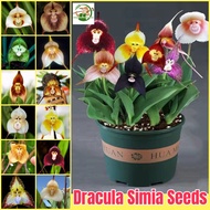 เมล็ดพันธุ์ เมล็ดกล้วยไม้หน้าลิง บอนสี บรรจุ 50เมล็ด Dracula Simia Seeds Orchid Flower Seeds for Pla