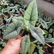 Alocasia Bisma Silver rawatan